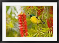 Framed Variable Sunbird, Aberdare Country Club, Nyeri, Kenya