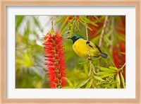 Framed Variable Sunbird, Aberdare Country Club, Nyeri, Kenya