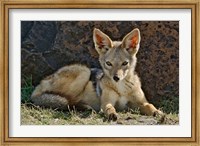 Framed Black-backed Jackal resting, Masai Mara, Kenya