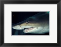 Framed Head of a Great White Shark, South Africa