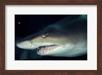 Framed Head of a Great White Shark, South Africa