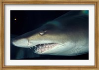 Framed Head of a Great White Shark, South Africa