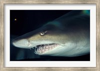 Framed Head of a Great White Shark, South Africa