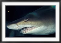 Framed Head of a Great White Shark, South Africa