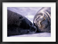 Framed Weddell Fur Seal Cow and Pup, Antarctica