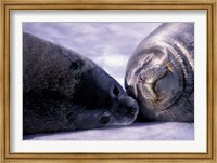 Framed Weddell Fur Seal Cow and Pup, Antarctica