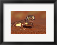Framed Web-footed Gecko, Namib National Park, Namibia