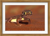 Framed Web-footed Gecko, Namib National Park, Namibia