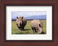 Framed White Rhinoceros grazing, Lake Nakuru National Park, Kenya