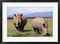 Framed White Rhinoceros grazing, Lake Nakuru National Park, Kenya