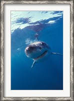 Framed Underwater View of a Great White Shark, South Africa