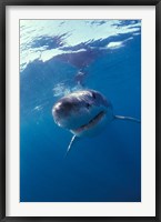 Framed Underwater View of a Great White Shark, South Africa