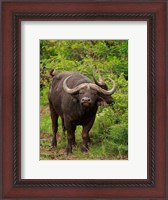 Framed Water Buffalo, Hluhulwe Game Reserve, South Africa