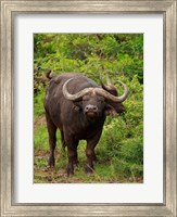 Framed Water Buffalo, Hluhulwe Game Reserve, South Africa