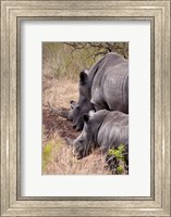 Framed White Rhino in Zulu Nyala Game Reserve, Kwazulu Natal, South Africa