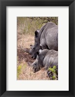 Framed White Rhino in Zulu Nyala Game Reserve, Kwazulu Natal, South Africa