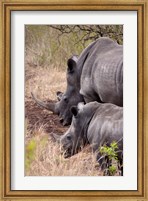 Framed White Rhino in Zulu Nyala Game Reserve, Kwazulu Natal, South Africa
