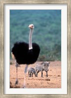 Framed Warthog & offspring, Addo National Park, South Africa