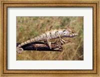Framed Wild Chameleon, Madagascar