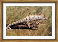 Framed Wild Chameleon, Madagascar