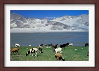 Framed View of Grazing Sheep, Karakuli Lake and Mt Kunlun, Silk Road, China