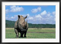 Framed White Rhinoceros Feeding, Lake Nakuru National Park, Kenya