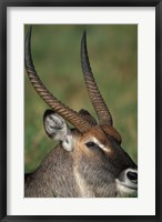 Framed Waterbuck Resting in Musiara Marsh, Masai Mara Game Reserve, Kenya