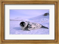 Framed Weddell Seal, Kloa 'EP' Rookery, Australian Antarctic Territory, Antarctica