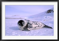 Framed Weddell Seal, Kloa 'EP' Rookery, Australian Antarctic Territory, Antarctica
