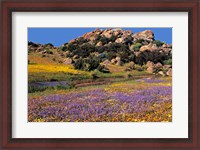 Framed Wildflowers Flourish, Namaqualand, Northern Cape Province, South Africa