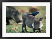 Framed Warthog and Blue-Eared Starling, Pilanesburg Gr, South Africa