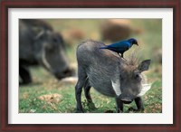 Framed Warthog and Blue-Eared Starling, Pilanesburg Gr, South Africa