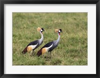 Framed Two Crowned Cranes, Ngorongoro Crater, Tanzania