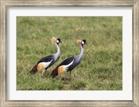 Framed Two Crowned Cranes, Ngorongoro Crater, Tanzania