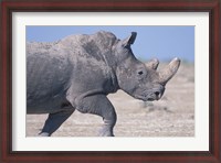 Framed White Rhino Running, Etosha Salt Pan, Etosha National Park, Namibia