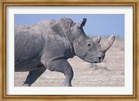 Framed White Rhino Running, Etosha Salt Pan, Etosha National Park, Namibia