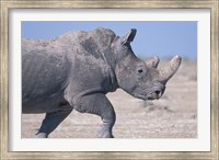 Framed White Rhino Running, Etosha Salt Pan, Etosha National Park, Namibia