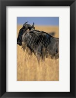 Framed Wildebeest during Serengeti Migration, Masai Mara Game Reserve, Kenya