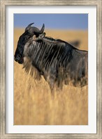 Framed Wildebeest during Serengeti Migration, Masai Mara Game Reserve, Kenya