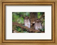 Framed White Browed Owls, Madagascar