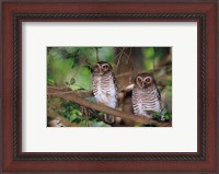 Framed White Browed Owls, Madagascar