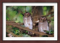 Framed White Browed Owls, Madagascar