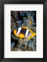 Framed Twobar Anemonefish, Bubble Tip Anemone, Egypt