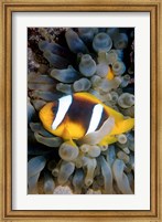 Framed Twobar Anemonefish, Bubble Tip Anemone, Egypt
