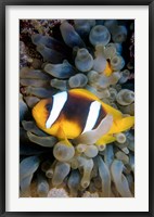 Framed Twobar Anemonefish, Bubble Tip Anemone, Egypt