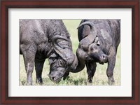 Framed Two bull African Buffalo head butting in a duel, Maasai Mara, Kenya