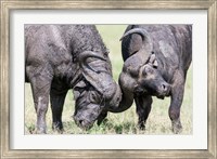 Framed Two bull African Buffalo head butting in a duel, Maasai Mara, Kenya