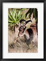 Framed Close Up of Walia Ibex, Ethiopia