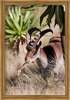 Framed Close Up of Walia Ibex, Ethiopia