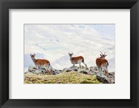 Framed Walia Ibex, Ethiopia